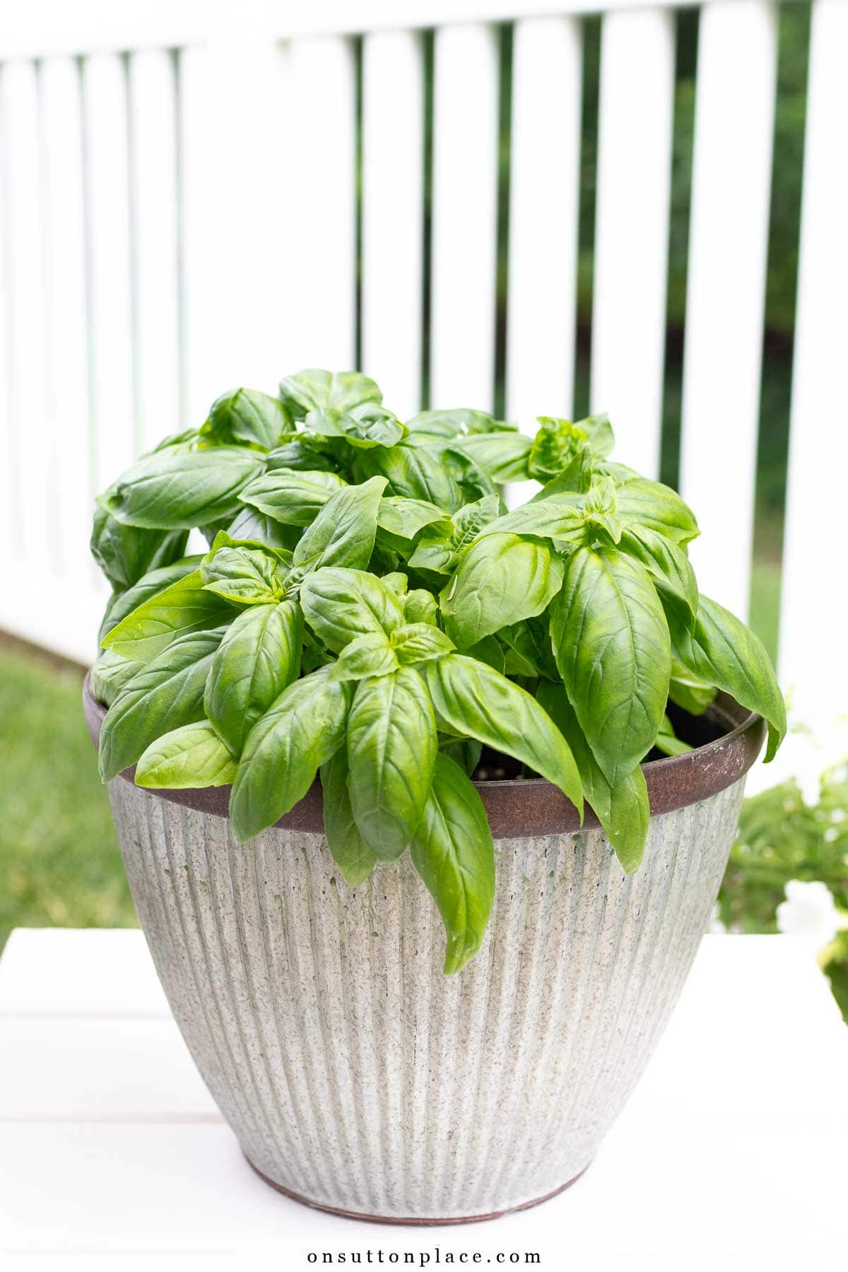 pot of basil grown from cuttings