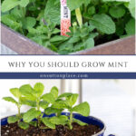 reasons you should grow a mint plant collage pin