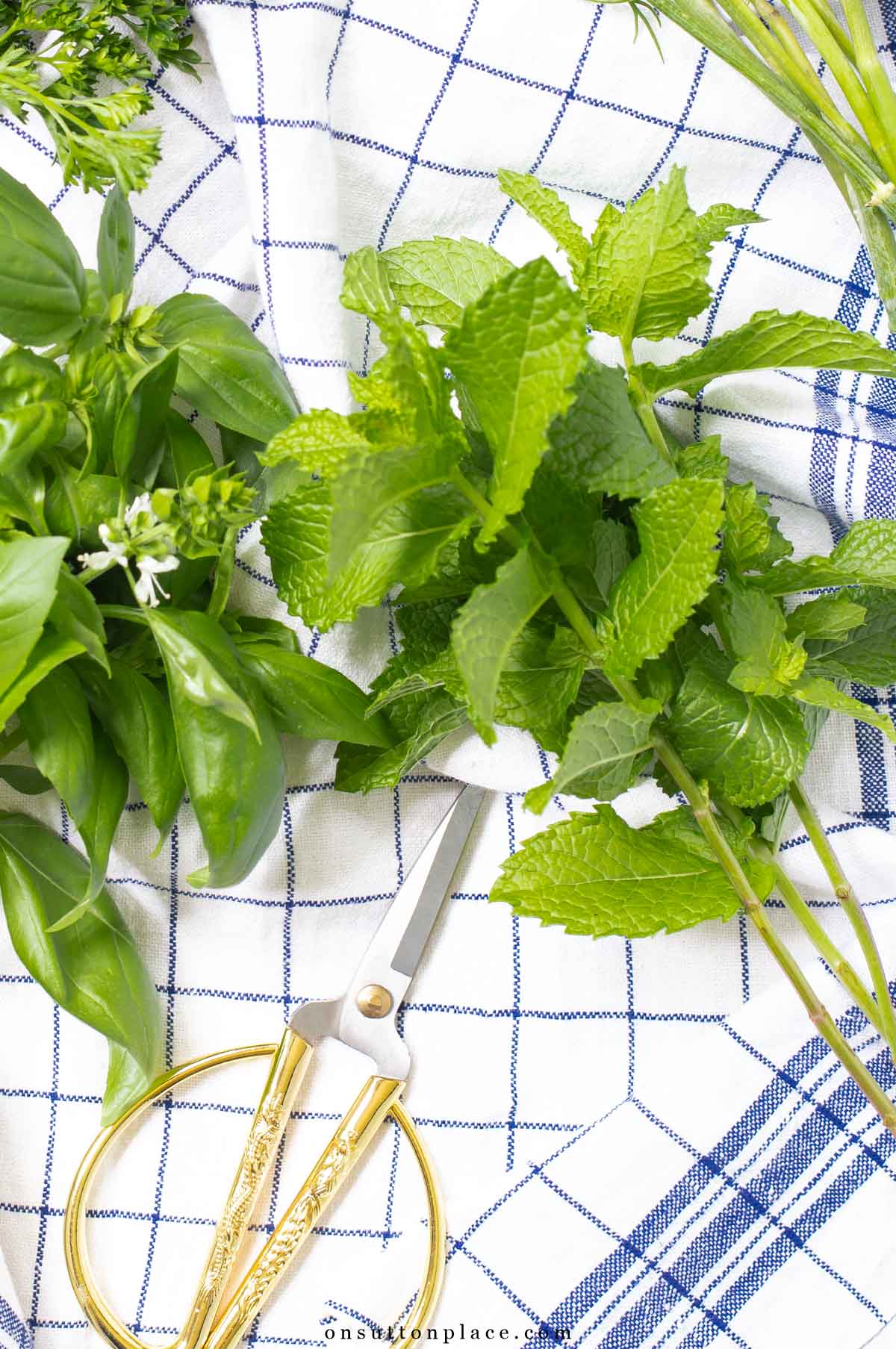 stems of mint on towel with scissors