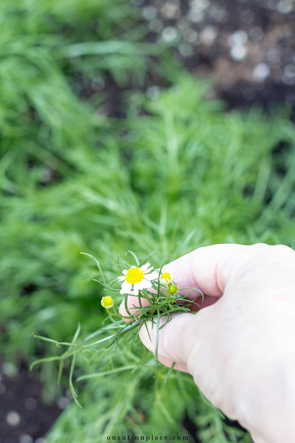 tiny chamomile bud between two fingers healing herbs