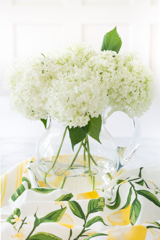 annabelle hydrangeas in clear pitcher 2023