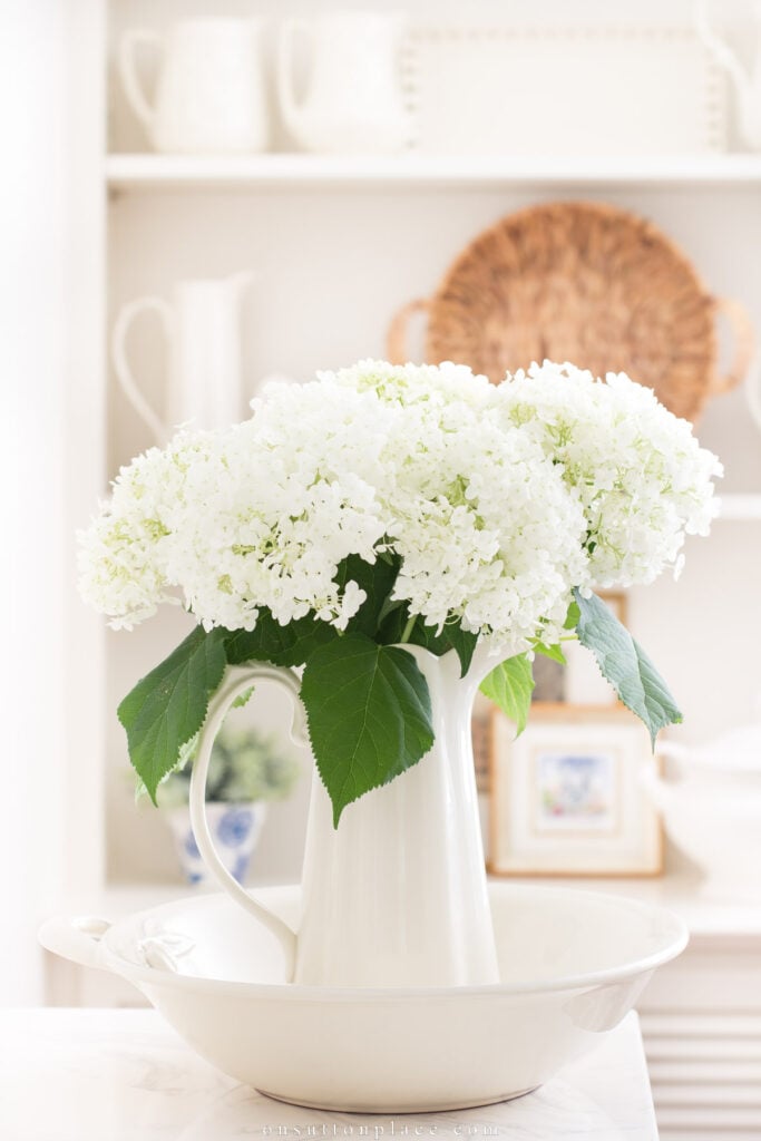 annabelle hydrangeas in pitcher and bowl 2023