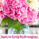 how to keep hydrangeas fresh simple summer flower tips tall pin