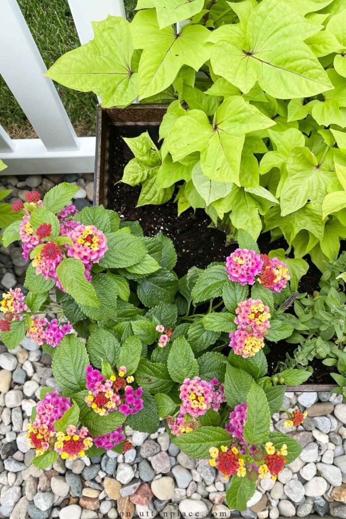 lantana in summer planter