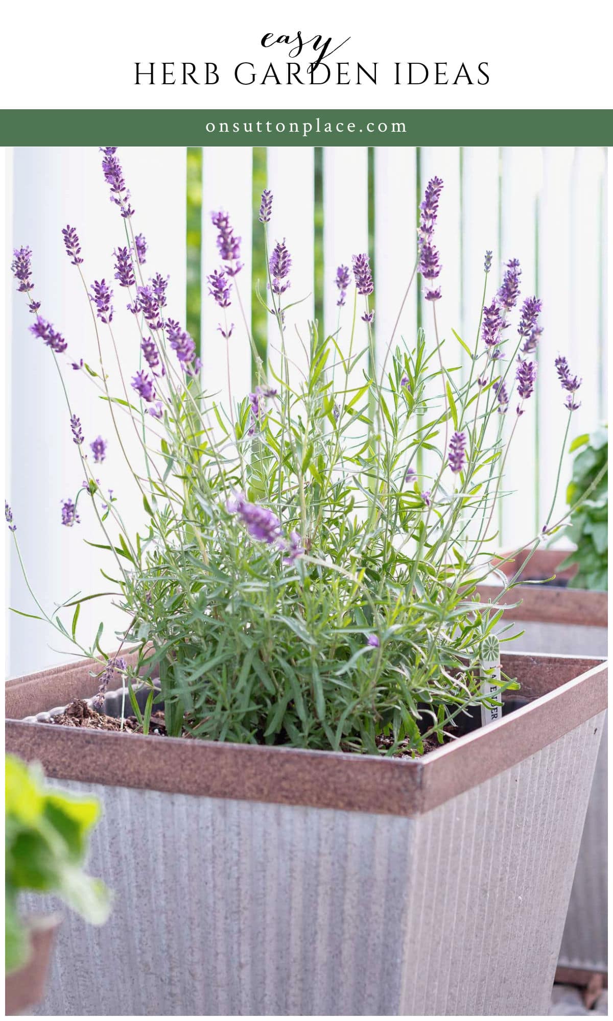 Creative Container Herb Garden Ideas for Every Space