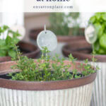 a slow simple summer at home herbs in pot tall pin