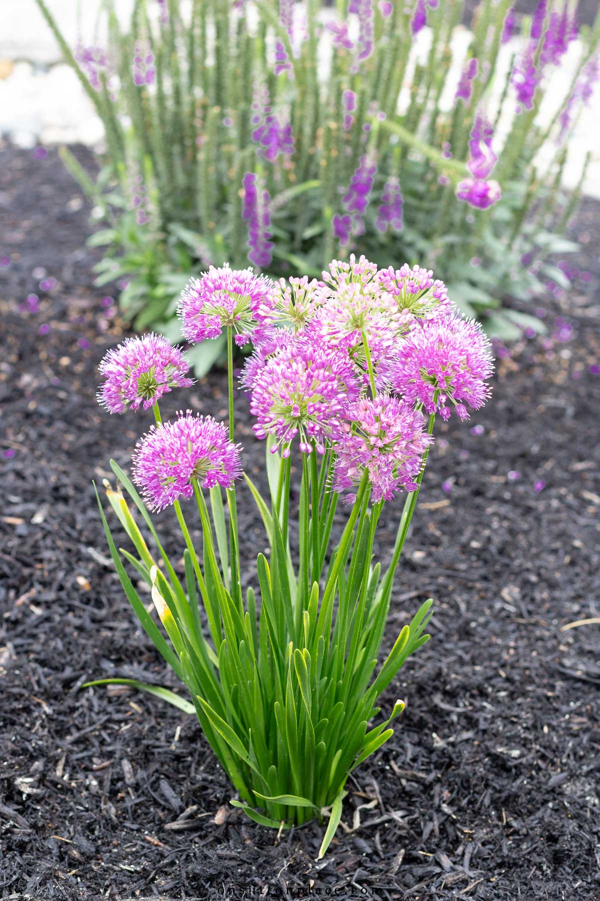 thumbnail interactive-video image 1 of Wedding, Iris Bulbs For Planting Now UK, Greening Flower, Hardy Perennial, Iris Bulbs, Garden 1 of 12