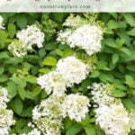 how to care for limelight hydrangeas growing tips pruning advice tall pin