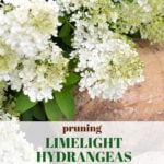pruning limelight hydrangeas when and how to trim for more blooms