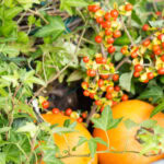 fall planter ideas bittersweet and pumpkins tall pin with text box