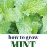 how to grow mint easy plant care guide tall pin 2