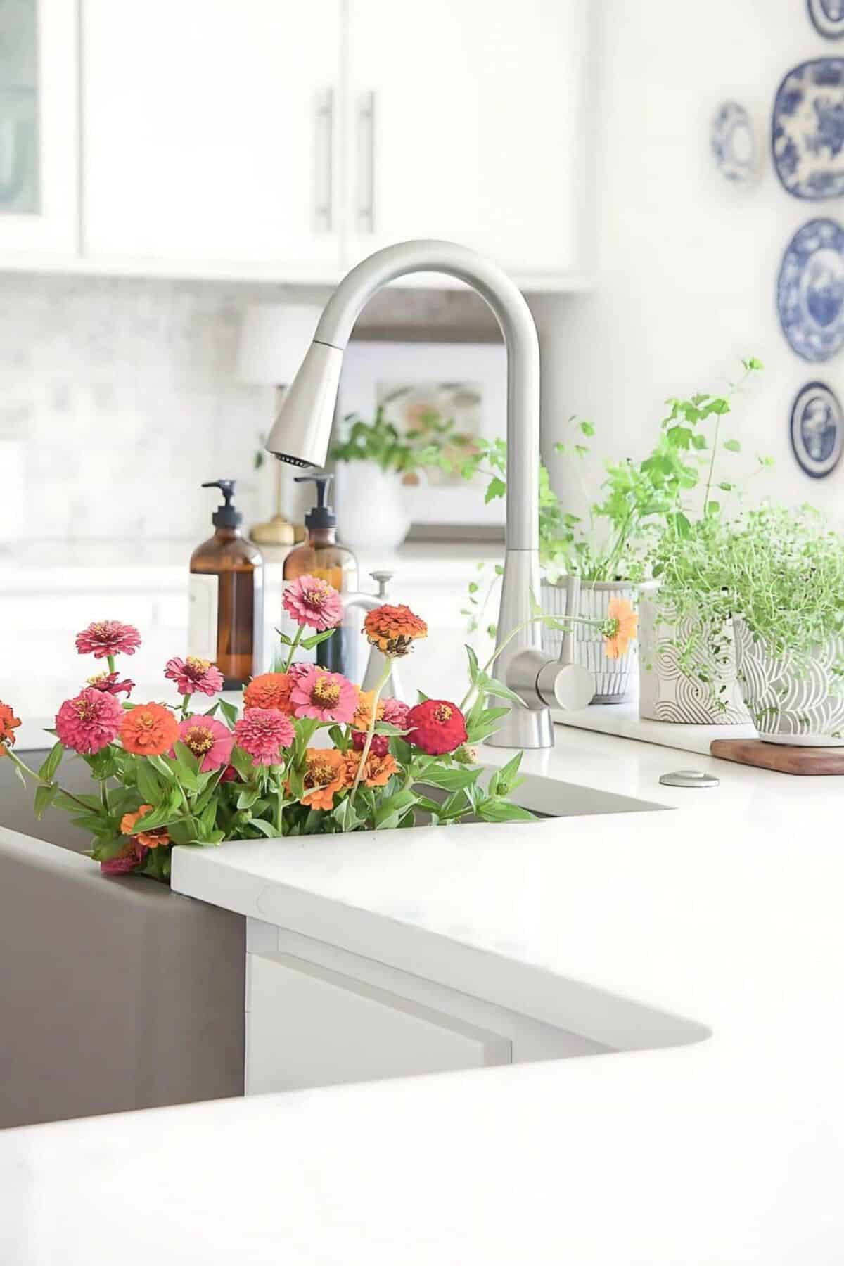 zinnias in a kitchen sink stonegable hss