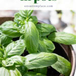 how to grow basil in pots tall pin