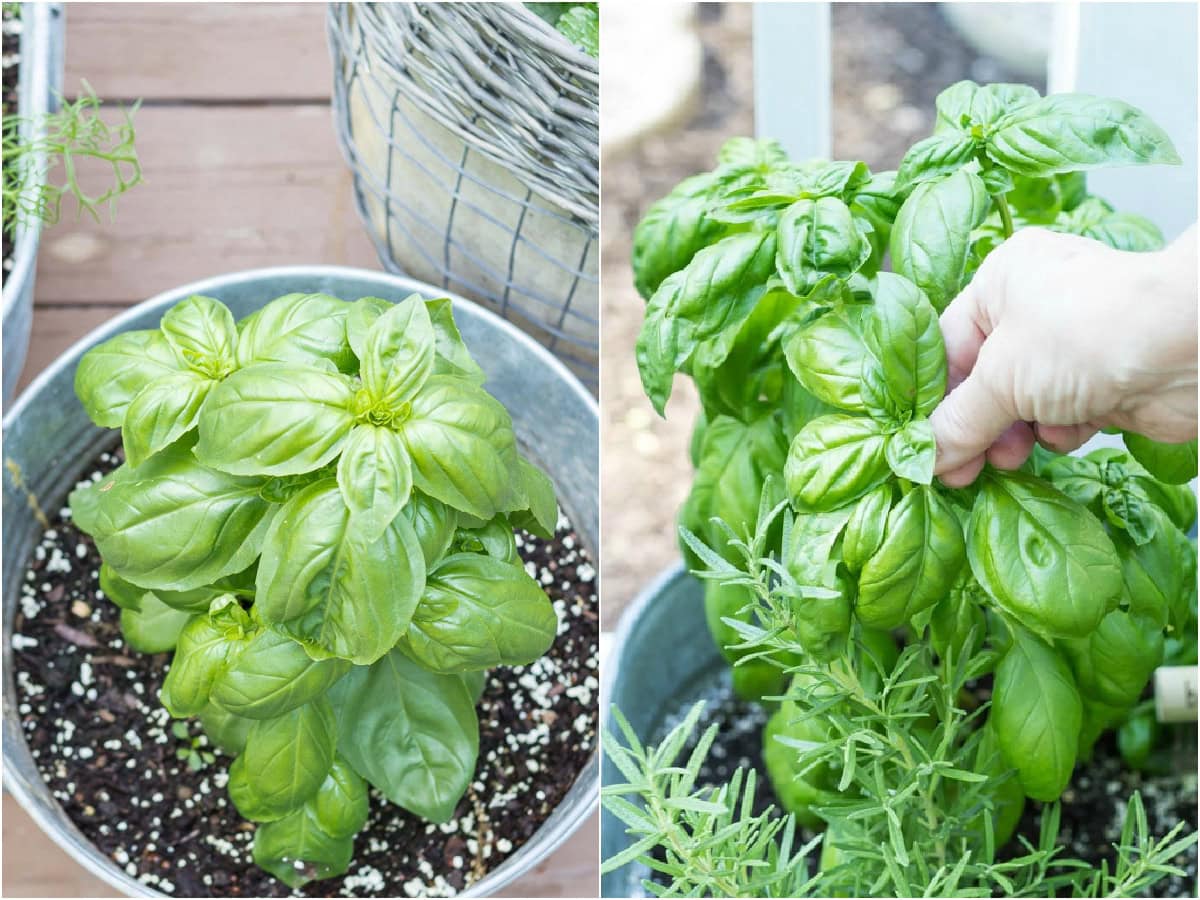 how to pinch back basil collage