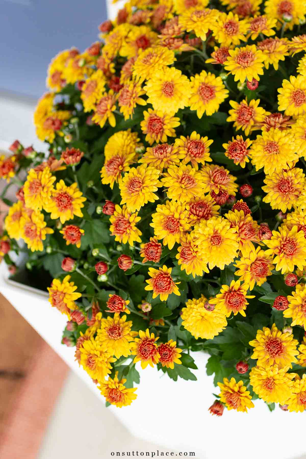 fall porch decor ideas gold mums-2