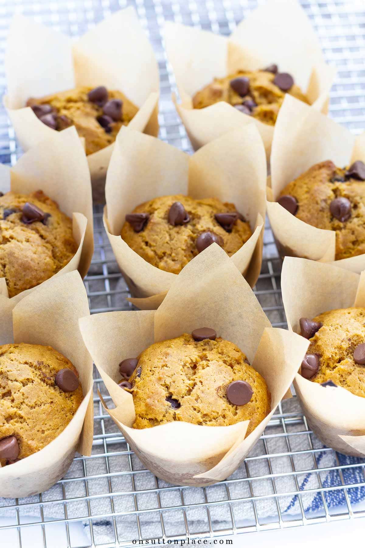 pumpkin chocolate chip muffins close up in tulip paper liners