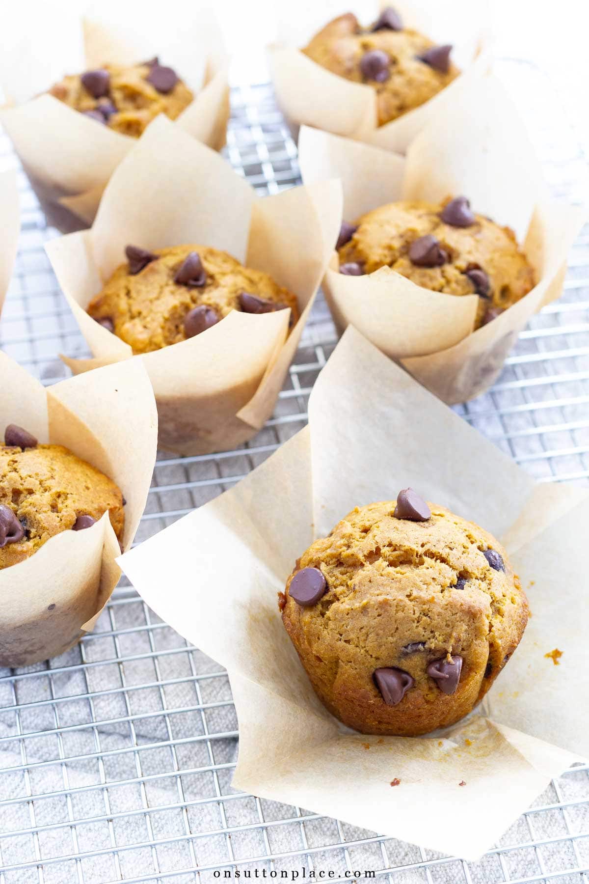 pumpkin chocolate chip muffins recipe baked in tulip liners