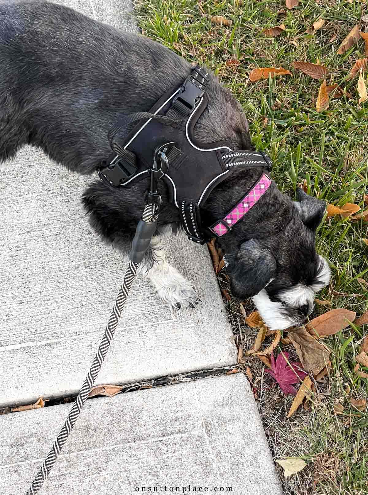 millie the on sutton place schnauzer on a walk