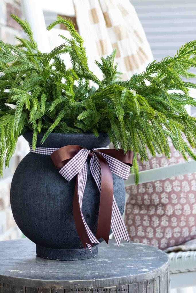 norfolk pine in black vase on porch