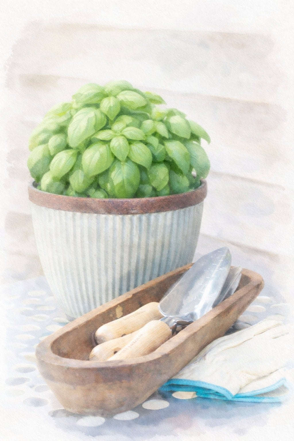 Rustic garden vignette watercolor with basil plant