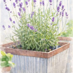 the curated life container garden dinner for two pin