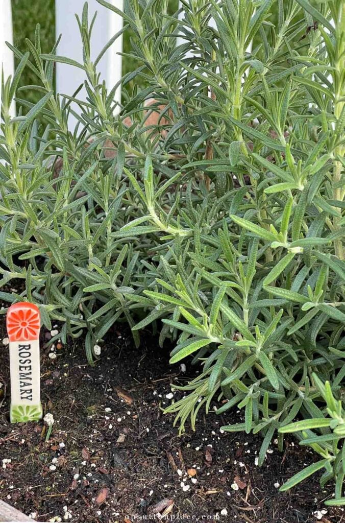 how to grow rosemary in a container