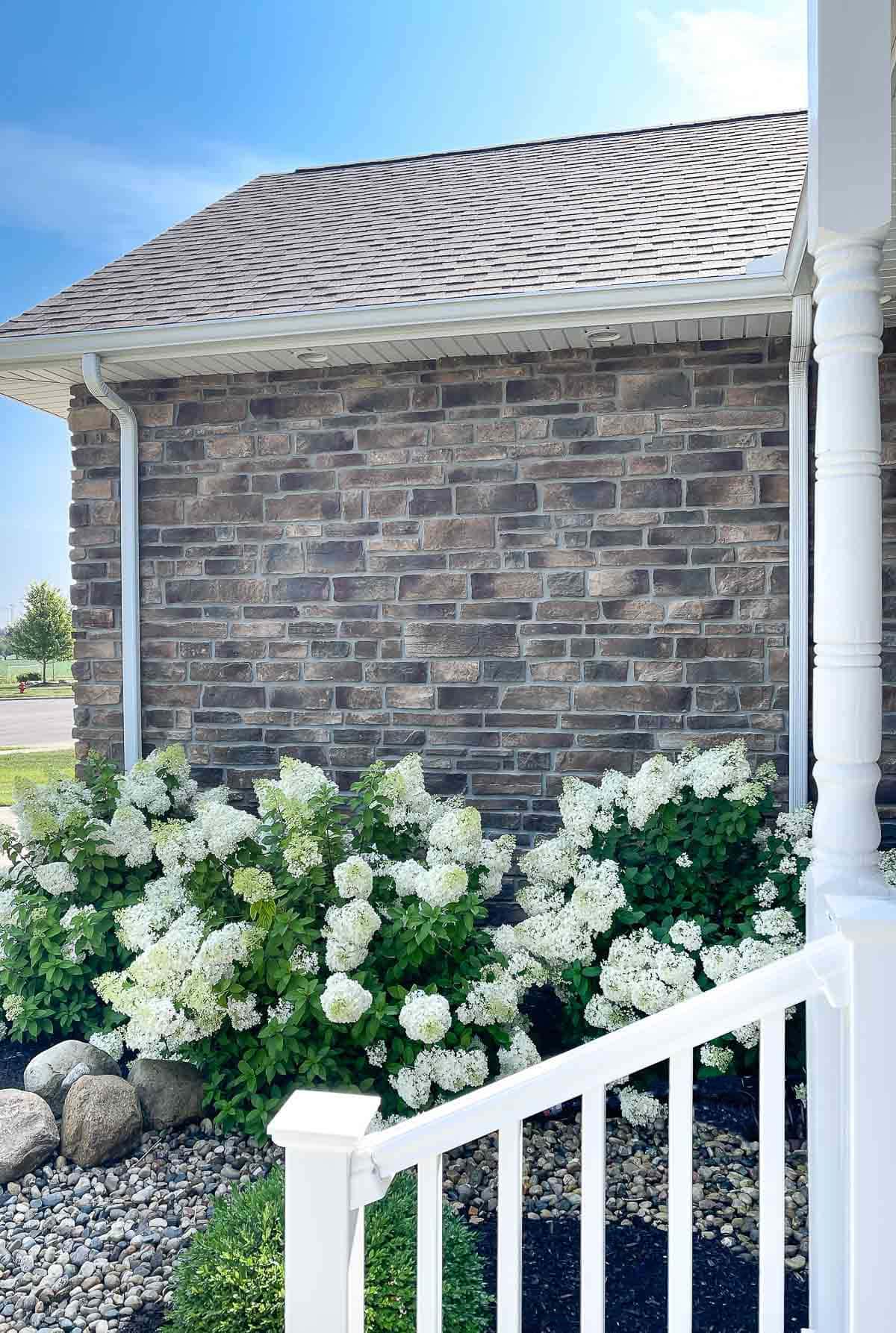 limelight hydrangeas in front landscape