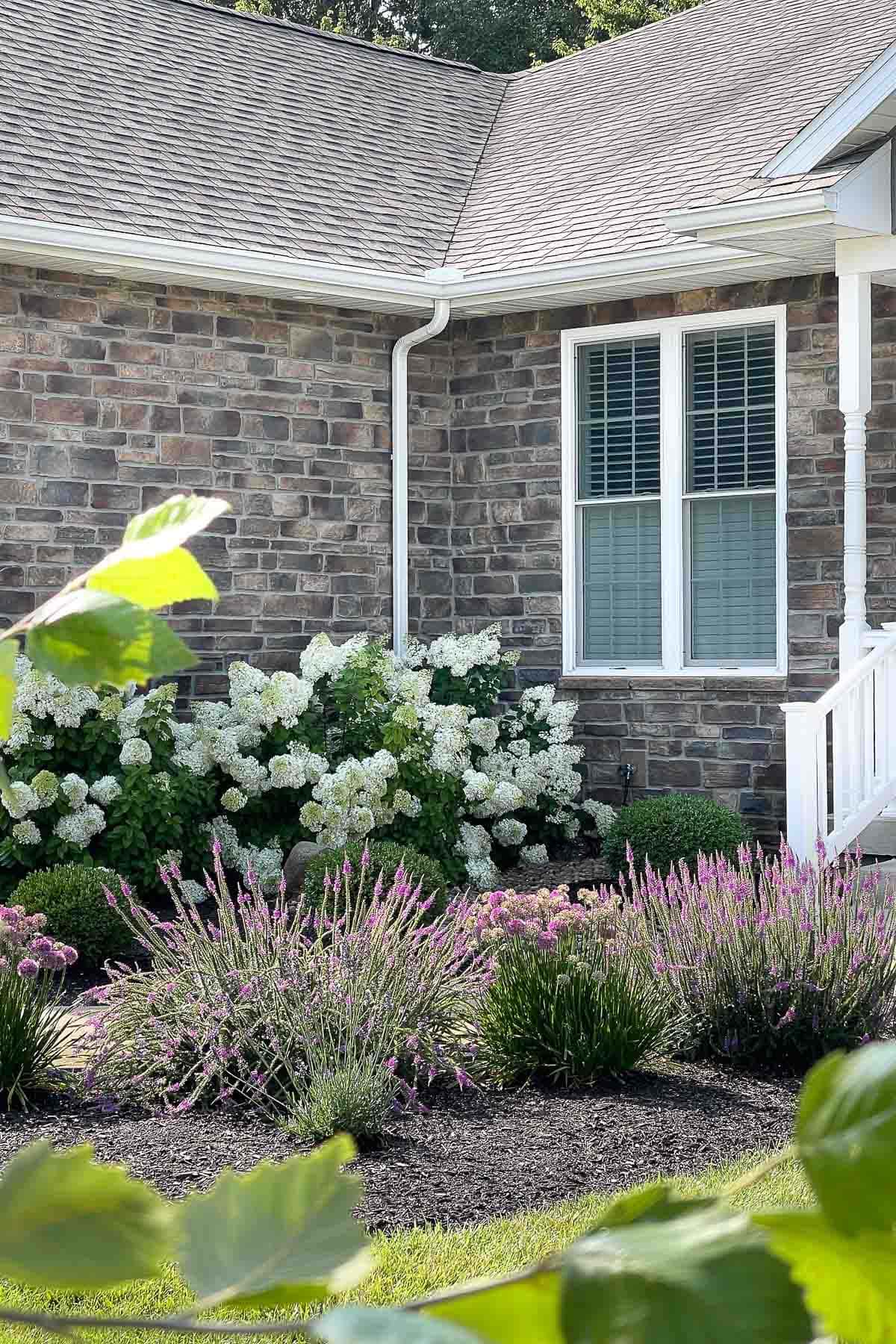 limelight hydrangeas in front landscaping (1)