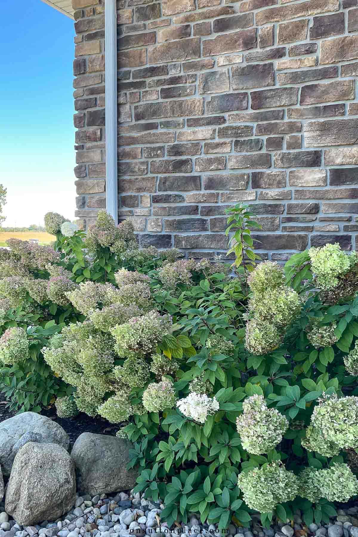limelight hydrangeas drying on the stems
